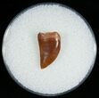 Curved Raptor Tooth From Morocco - #6900-1